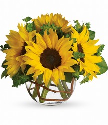 Sunny Sunflowers from McIntire Florist in Fulton, Missouri